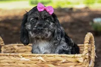 Bella 🐶💗, a female Cocker Spaniel for sale in Fresno, OH – 4 of 9