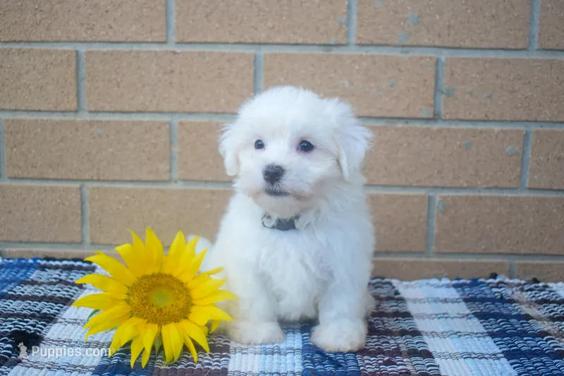Roscoe💙 – Maltese puppy for sale in Fresno, OH