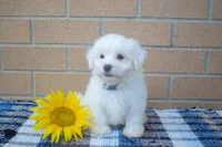 Roscoe💙, a male Maltese for sale in Fresno, OH – 1 of 3