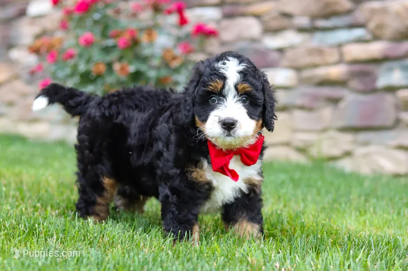 Buzz – Miniature Bernedoodle puppy for sale in Fresno, OH