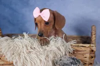 Quincy, a female Miniature Dachshund for sale in Fresno, OH – Photo 7 of 10