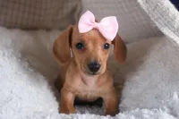 Quincy, a female Miniature Dachshund for sale in Fresno, OH – Photo 3 of 10