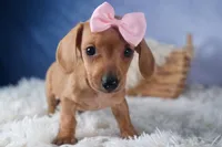 Quincy, a female Miniature Dachshund for sale in Fresno, OH – Photo 4 of 10