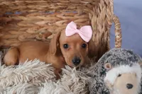 Quincy, a female Miniature Dachshund for sale in Fresno, OH – Photo 8 of 10