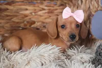 Quincy, a female Miniature Dachshund for sale in Fresno, OH – Photo 6 of 10