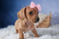 Quincy, a female Miniature Dachshund for sale in Fresno, OH – Photo 1 of 10