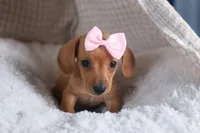 Quincy, a female Miniature Dachshund for sale in Fresno, OH – Photo 2 of 10