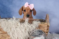 Quincy, a female Miniature Dachshund for sale in Fresno, OH – Photo 10 of 10