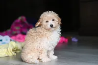Brodie, a male Havapoo for sale in Fresno, OH – 6 of 7