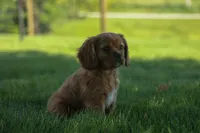 Ford 💙, a male Cavalier King Charles Spaniel for sale in Fresno, OH – 3 of 10