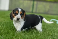 Copper 🐶, a male Beagle for sale in Fresno, OH – 9 of 10