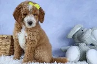 🐾 Meet Nova – F2B Mini Goldendoodle Puppy 🐾, a female Miniature Goldendoodle for sale in Fresno, OH – 4 of 10