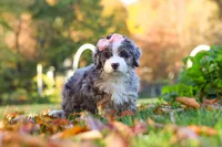 Latte, a female Miniature Bernedoodle for sale in Fresno, OH – 4 of 5