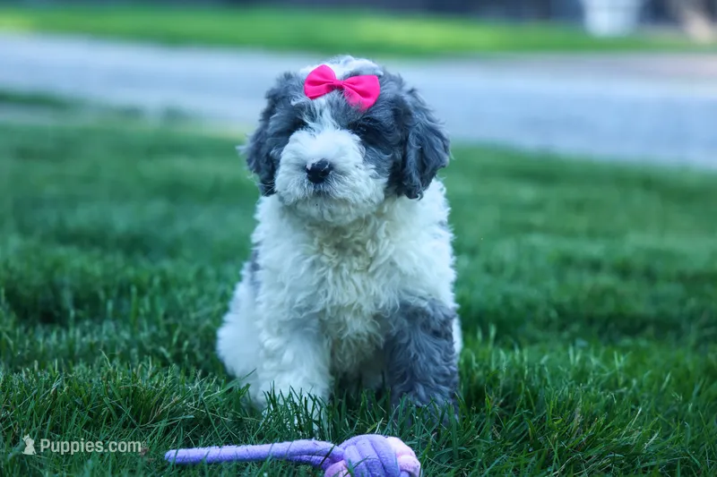 Gabby 🩷🐶 – Cavapoo puppy for sale in Fresno, OH