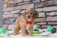 Clyde, a male Cavapoo for sale in Fresno, OH – 5 of 6