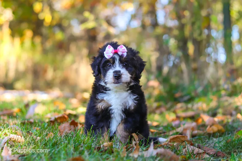 Olivia – Miniature Bernedoodle puppy for sale in Fresno, OH