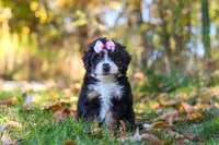 Olivia, a female Miniature Bernedoodle for sale in Fresno, OH – 1 of 6