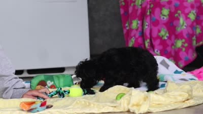 Randall, a male Yorkipoo for sale in Fresno, OH – 7 of 7