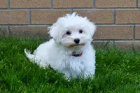 Jadon, a male Maltese for sale in Fresno, OH – 4 of 9