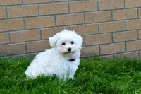 Jadon, a male Maltese for sale in Fresno, OH – 7 of 9