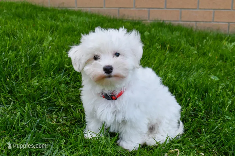 Jadon – Maltese puppy for sale in Fresno, OH