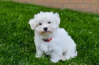 Jadon, a male Maltese for sale in Fresno, OH – 1 of 9