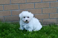 Jadon, a male Maltese for sale in Fresno, OH – 8 of 9