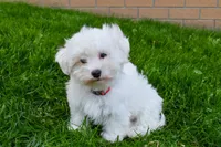 Jadon, a male Maltese for sale in Fresno, OH – 6 of 9