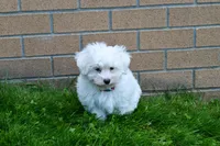 Jadon, a male Maltese for sale in Fresno, OH – 9 of 9