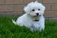Jadon, a male Maltese for sale in Fresno, OH – 3 of 9