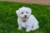 Jadon, a male Maltese for sale in Fresno, OH – 2 of 9
