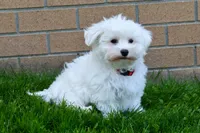 Jadon, a male Maltese for sale in Fresno, OH – 5 of 9