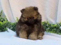 Polly 🐾🌸, a female Pomeranian for sale in Fresno, OH – 2 of 10