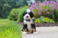 Jake, a male Miniature Bernedoodle for sale in Fresno, OH – 1 of 6