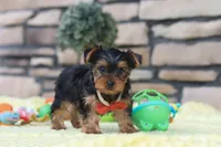 Buster, a male Yorkshire Terrier for sale in Fresno, OH – 3 of 6