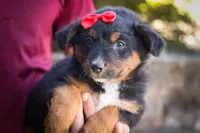Lincoln💙, a female Miniature Aussiedoodle for sale in Fresno, OH – 2 of 7