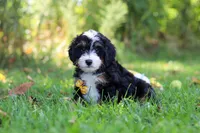 Mo, a male Miniature Bernedoodle for sale in Fresno, OH – 2 of 6