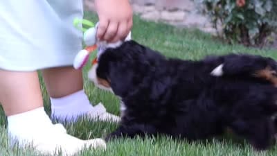 Buzz, a male Miniature Bernedoodle for sale in Fresno, OH – 9 of 9