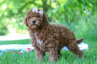 Willow, a female Miniature Goldendoodle for sale in Fresno, OH – 2 of 5