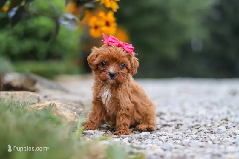 Brielle – Cavapoo puppy for sale in Fresno, OH