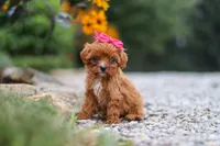 Brielle, a female Cavapoo for sale in Fresno, OH – 1 of 7