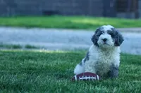 Gabby 🩷🐶, a female Cavapoo for sale in Fresno, OH – 10 of 10