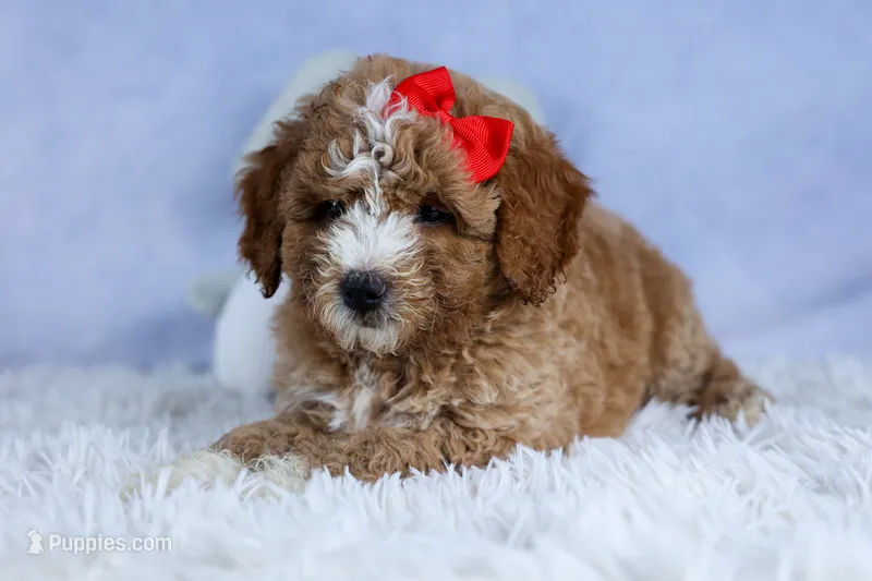 🐾 Meet Neo – F2B Mini Goldendoodle Puppy 🐾 – Miniature Goldendoodle puppy for sale in Fresno, OH