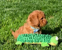 Kody 🐶💖, a male Bichpoo for sale in Fresno, OH – 9 of 10