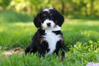 Millie, a female Miniature Bernedoodle for sale in Fresno, OH – 5 of 6