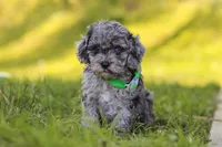 Mason, a male Poodle - Miniature  for sale in Fresno, OH – 4 of 10