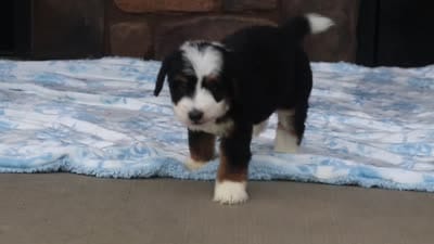 Max, a male Miniature Bernedoodle for sale in Fresno, OH – 5 of 5
