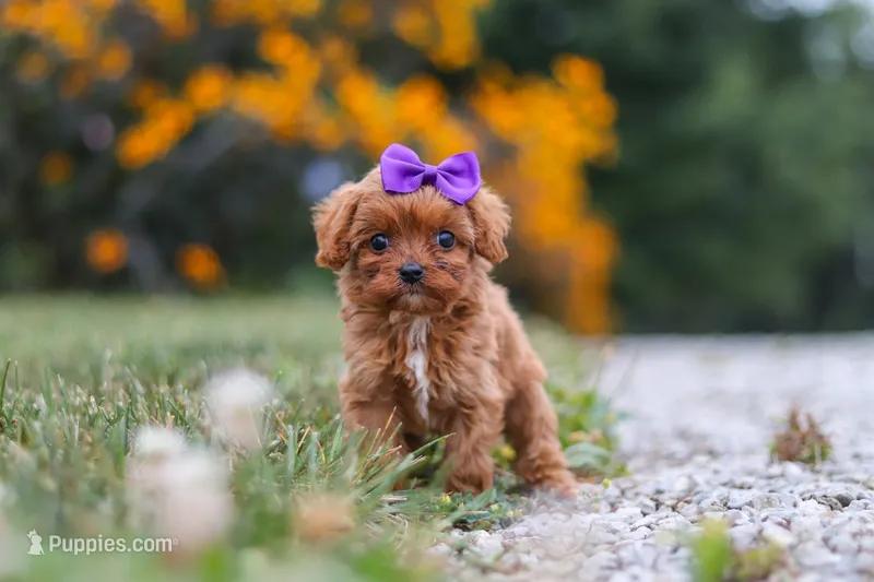Lilac – Cavapoo puppy for sale in Fresno, OH