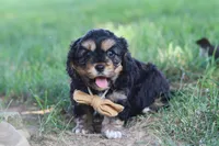 Logan, a male Cavapoo for sale in Fresno, OH – 3 of 10