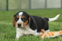 Charlie 🐶✨, a male Beagle for sale in Fresno, OH – 3 of 10